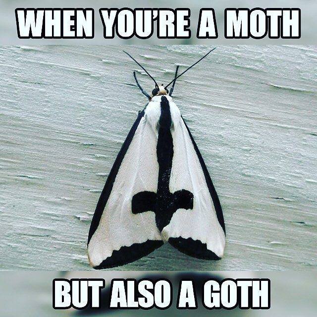 Goth Meme: When you're a moth but also a goth